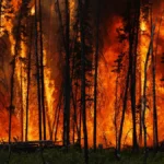 Bencana Asap di Kalimantan Barat Kebakaran Lahan Memuncak Akibat Kondisi Cuaca Ekstrem