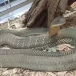 Heboh! King Cobra Diduga Muncul di Gianyar Saat Warga Santai Memancing