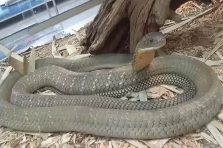 Heboh! King Cobra Diduga Muncul di Gianyar Saat Warga Santai Memancing